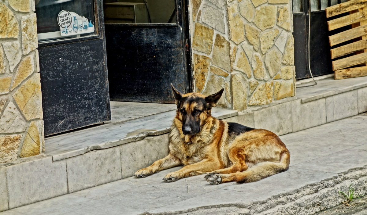 Hlídač