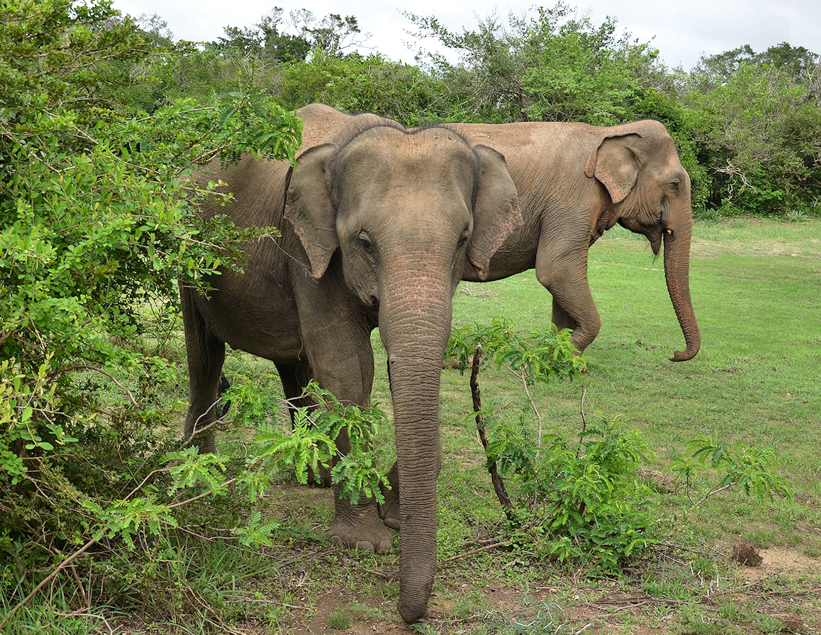 Sloni na Srí Lance