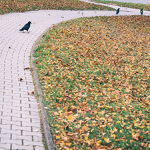 planeta havranů ...