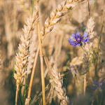 vzpomínka na léto ...