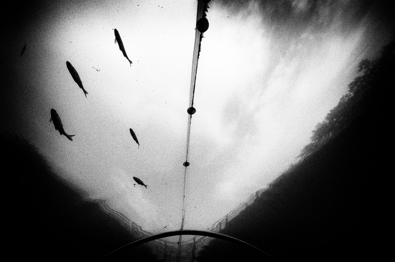 So Long, and Thanks for All the Fish