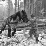 Ťažba dreva s koňom - I