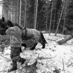 Ťažba dreva s koňom - II