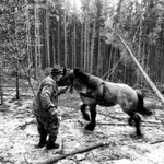 Ťažba dreva s koňom - III