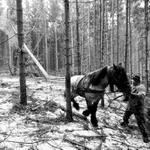 Ťažba dreva s koňom - IV