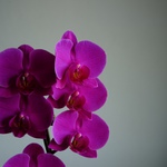 něco nám doma vykvetlo 2