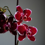 něco nám doma vykvetlo 1