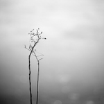 symboly od rybníka 1