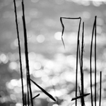 symboly od rybníka 2