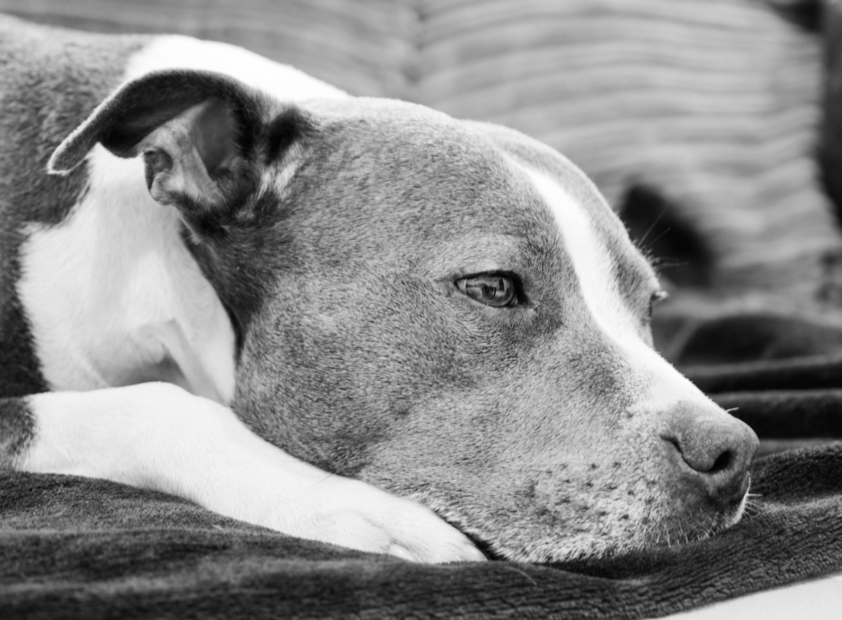 Staffie...