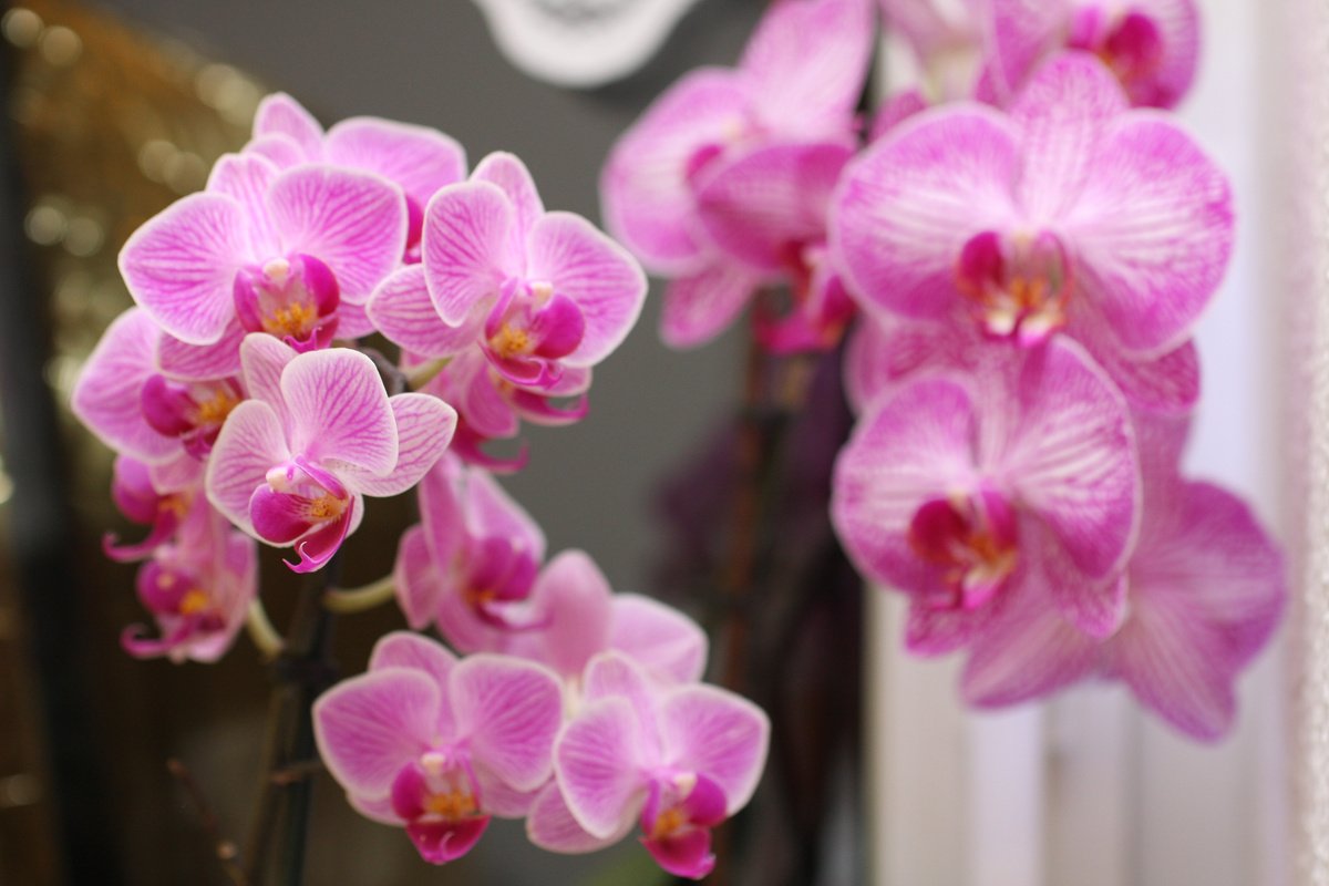 Orchidee