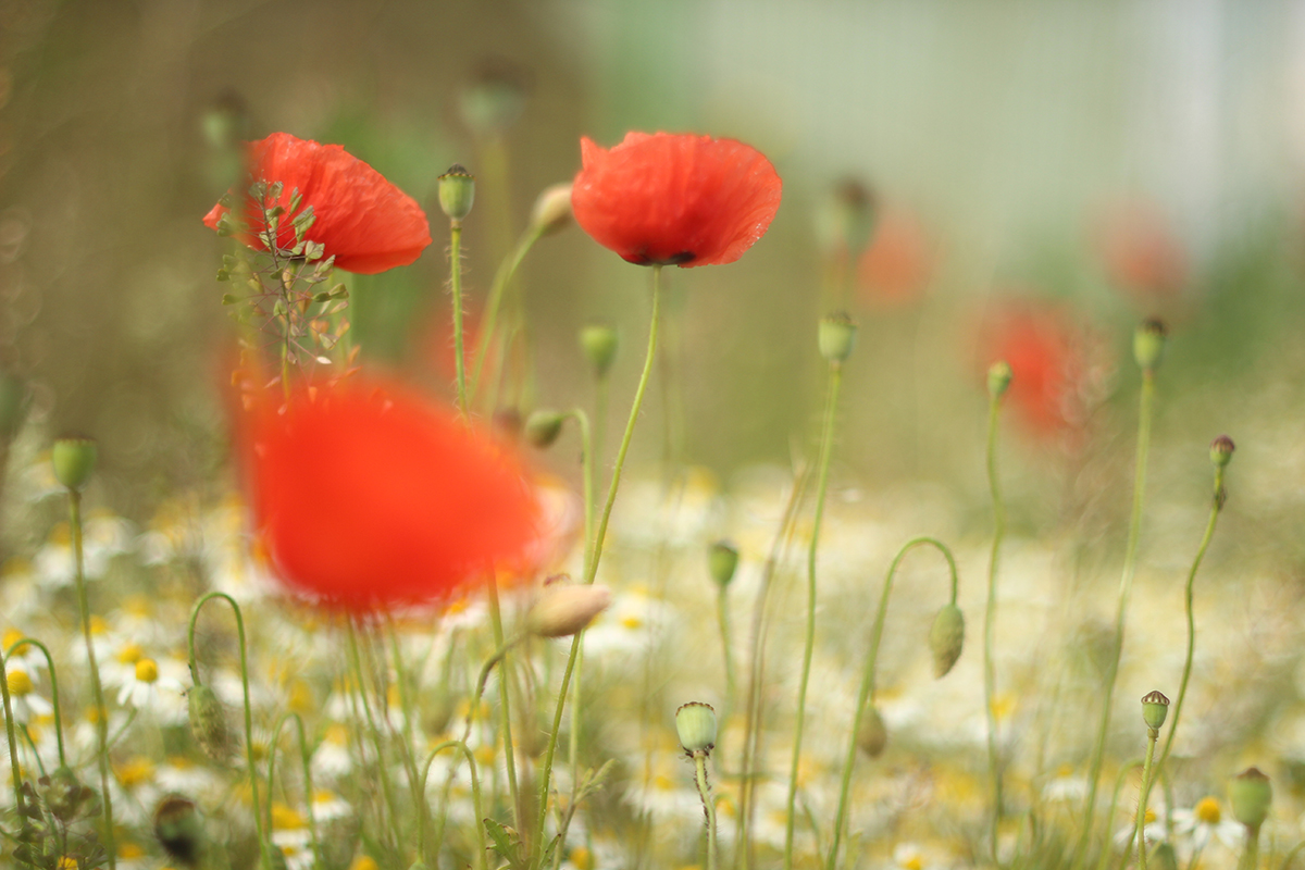 Léto:kytičky,klišé...