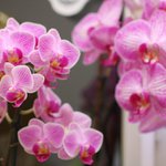 Orchidee