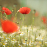 Léto:kytičky,klišé...