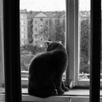 Na okně seděla kočka