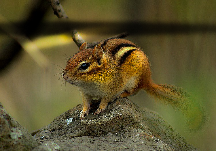 chipmunk