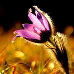 Pulsatilla slavica
