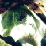 Příroda z blízka.