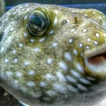 Mořská ryba, z akvária v Praze.