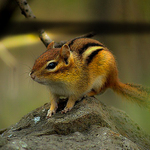 chipmunk