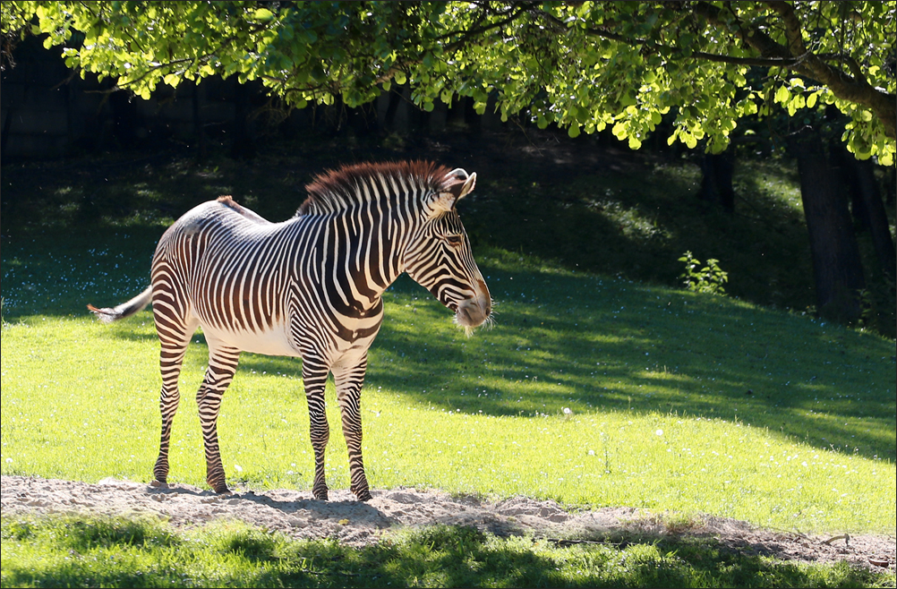 Zebra Grévyho