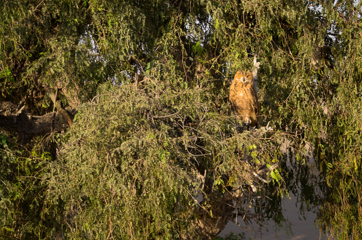 Desert Eagle Owl