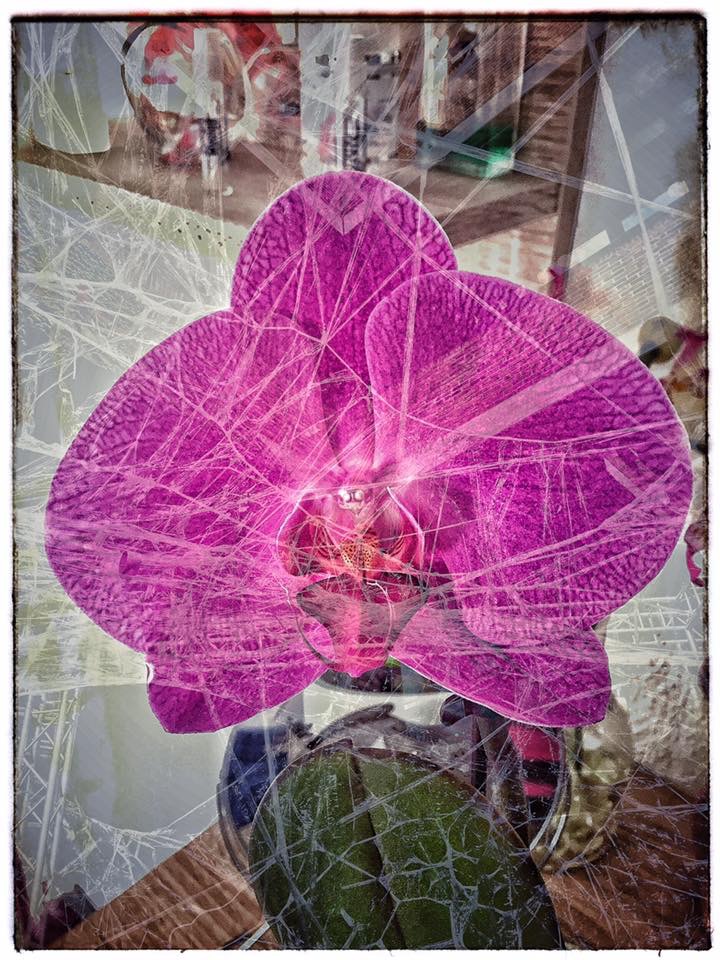 Orchidee