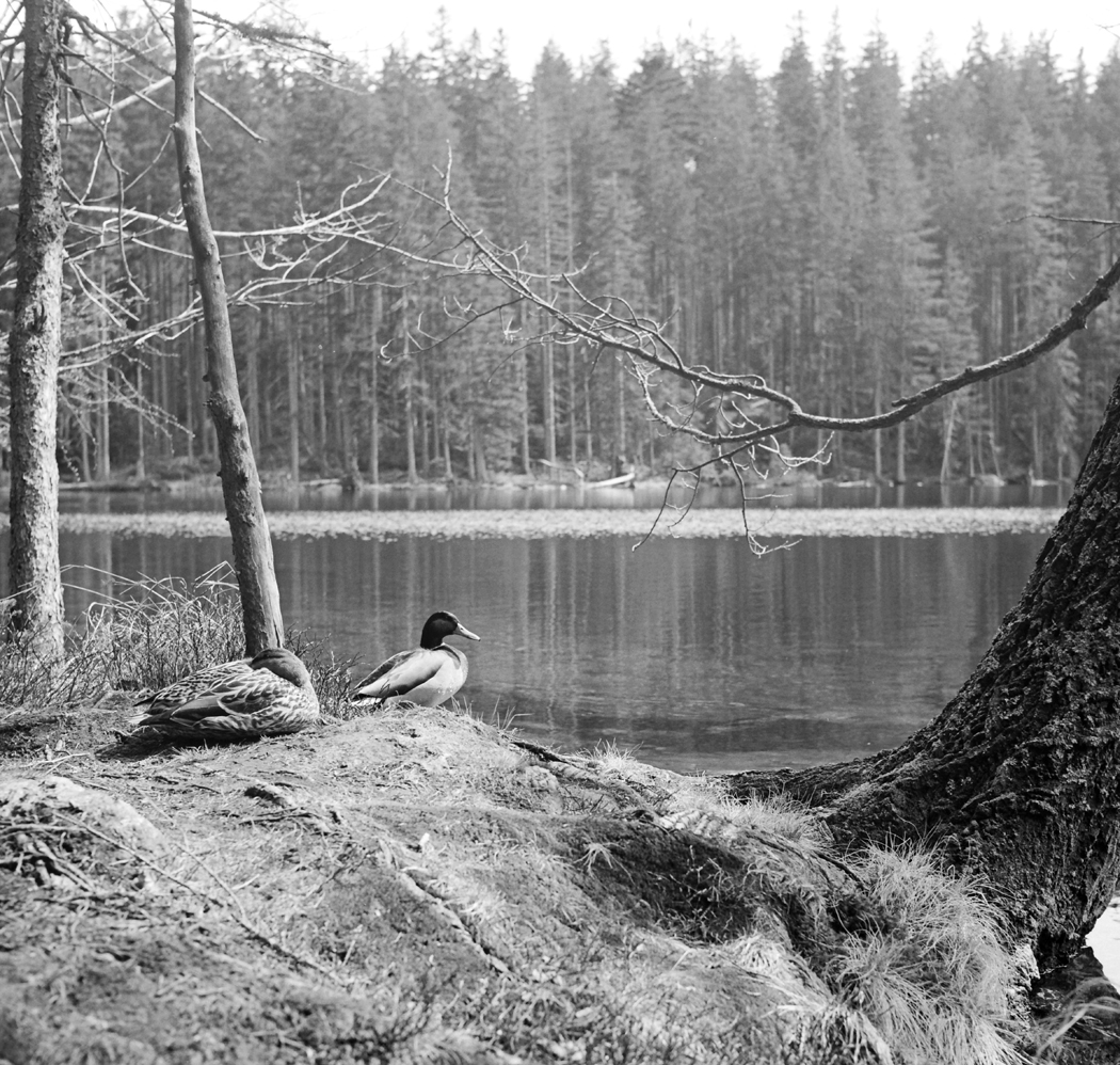 Černé jezero