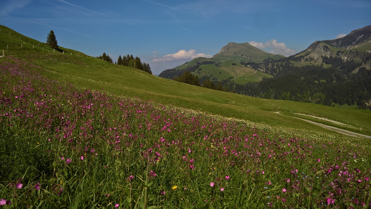 Alpenwiese