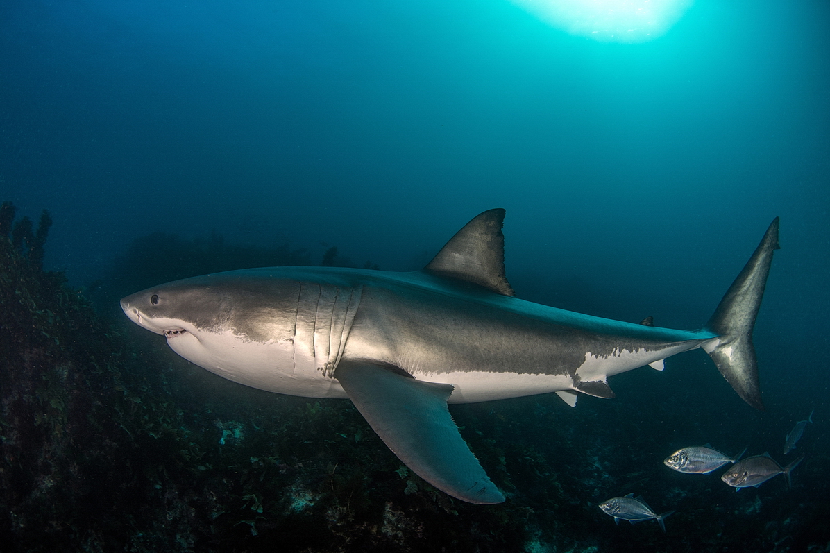 Great White Shark
