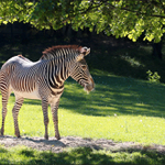 Zebra Grévyho