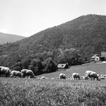 Vlkolínec