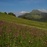 Alpenwiese