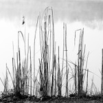 normální rozdělení