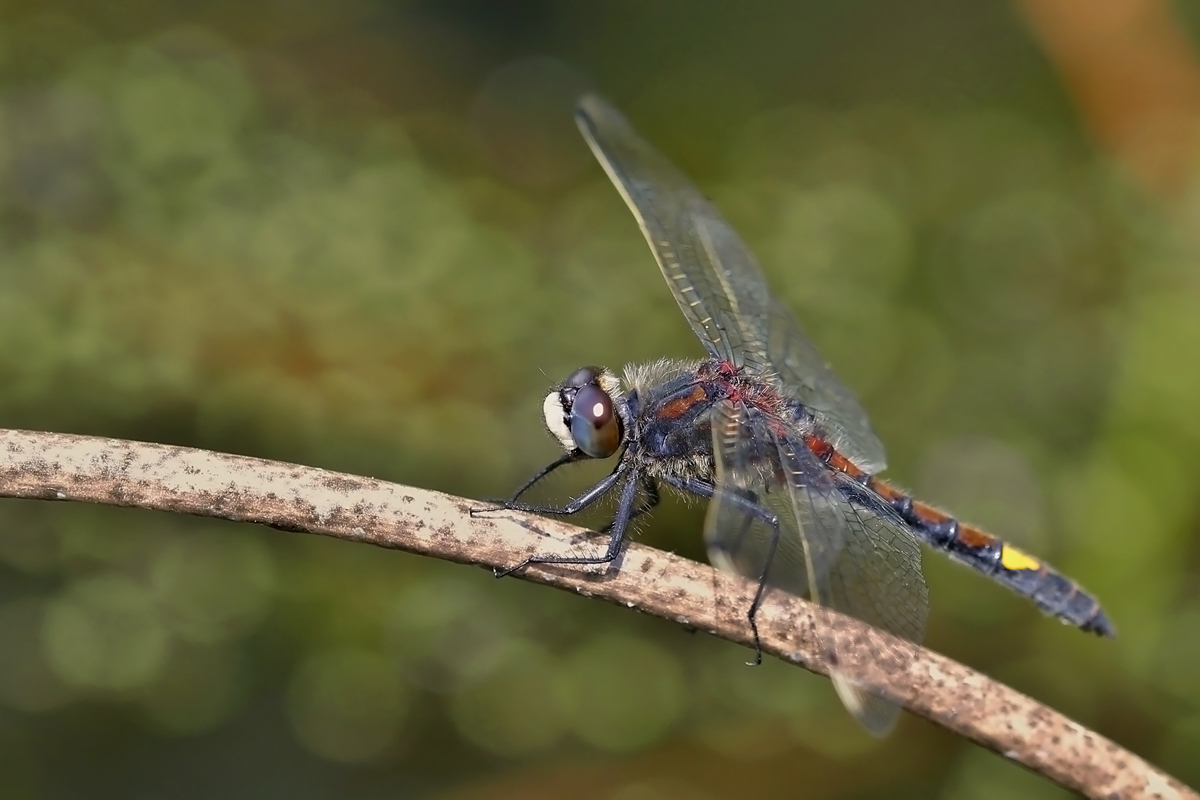 Vážka jasnoskvrnná