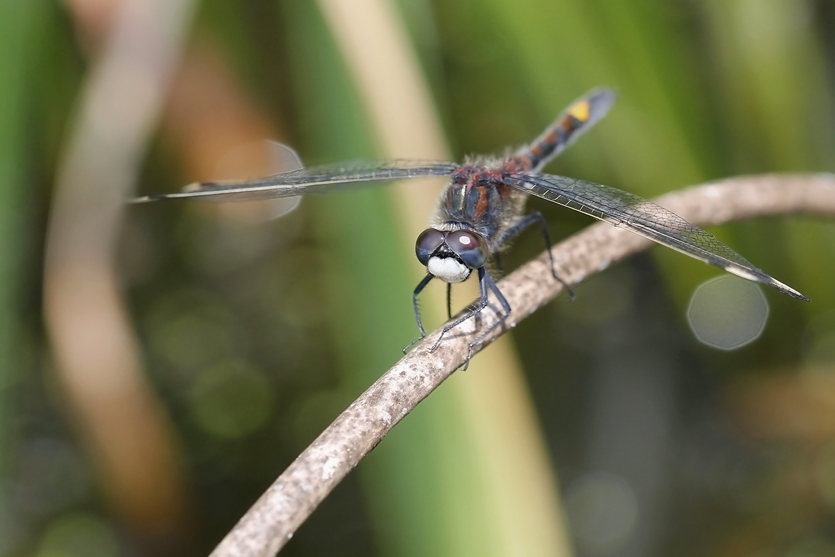 Vážka jasnoskvrnná