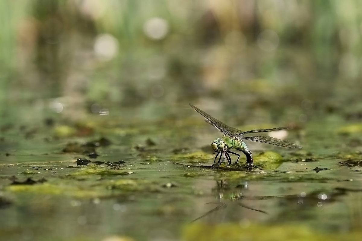 ..královská prostorovka...