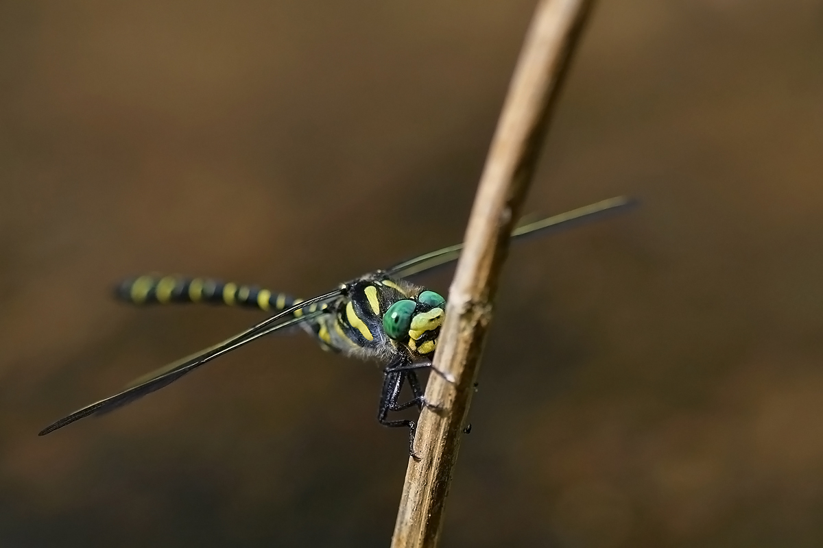 Páskovec kroužkovaný