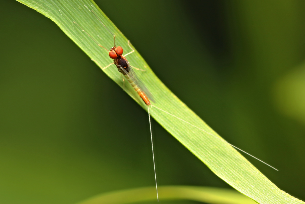 bzz