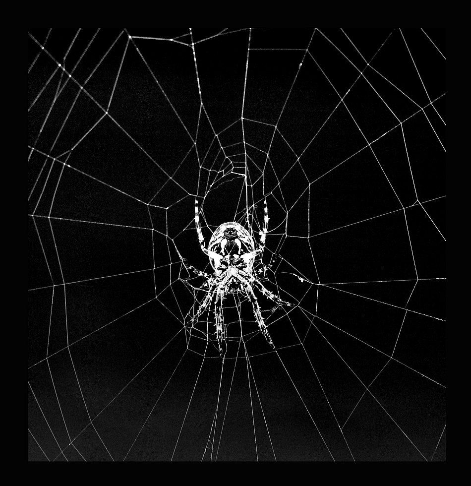 Zcela Negativní Pavouk