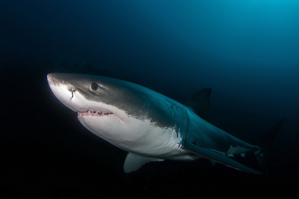 Great White Shark podruhé