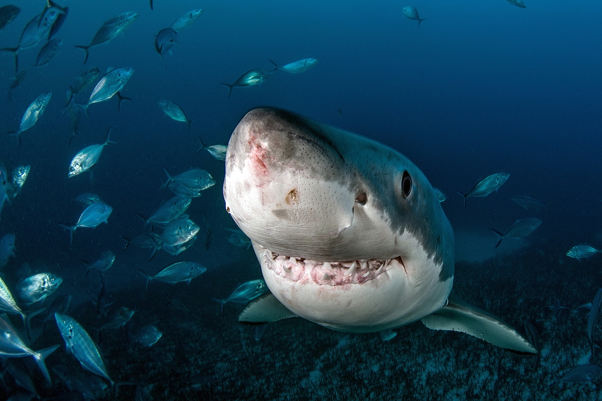 Great White Shark potřetí