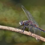 Vážka jasnoskvrnná