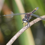 Vážka jasnoskvrnná