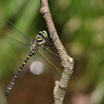 Páskovec kroužkovaný