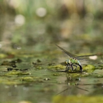 ..královská prostorovka...