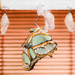 z hospodářského pralesa