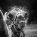 Velbloud - Brno Líšeň