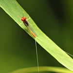 bzz