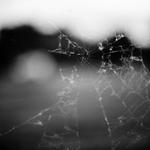 krajina se zbytky pavučin